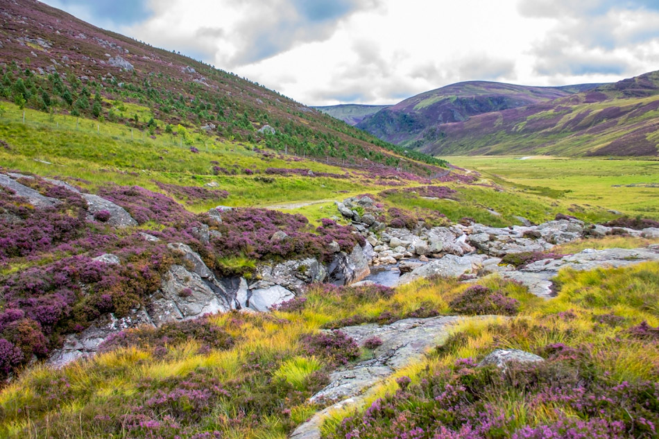 A rocky stream runs through a green and purple heather-covered valley with sloping hills and cloudy skies in the background. Dense patches of trees cover part of the hillside.