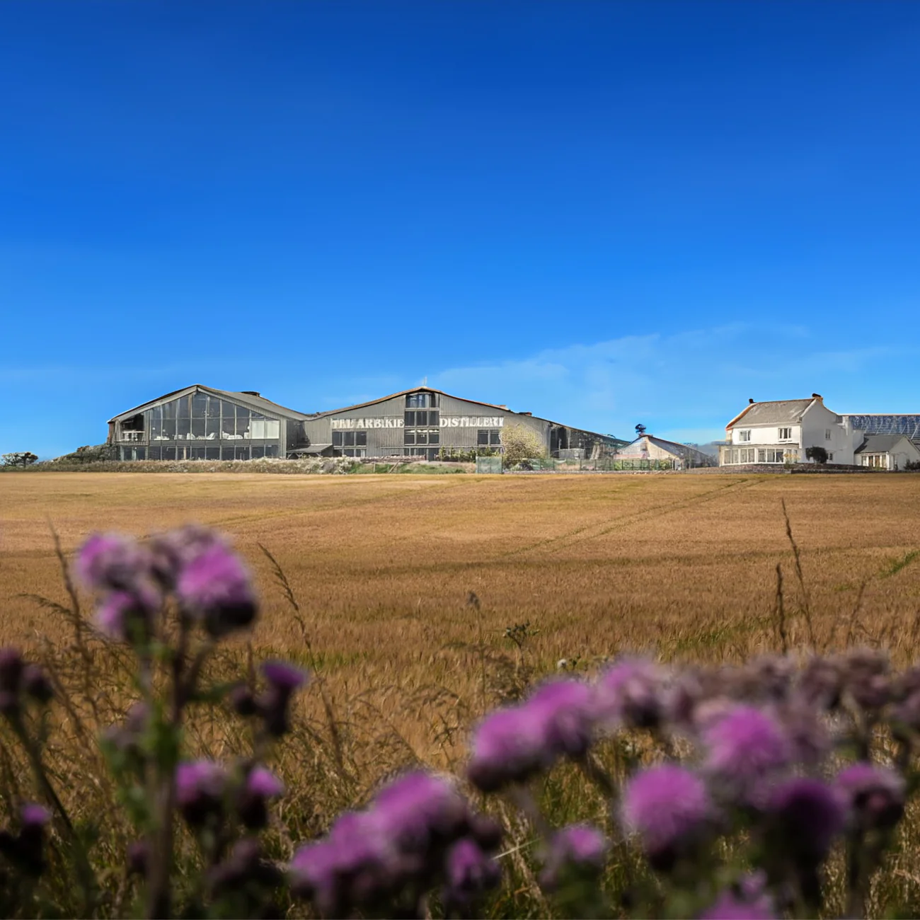 A field of tall, golden grasses with purple wildflowers in the foreground; in the distance, several large industrial buildings and a house under a clear blue sky.