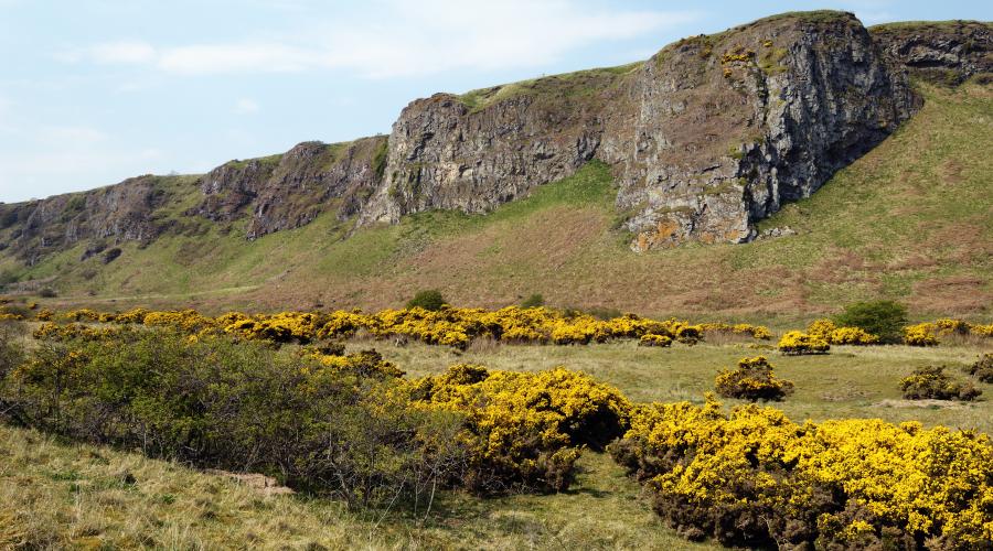Rocky cliffs rise above a grassy field dotted with numerous yellow-flowered bushes, under a partly cloudy blue sky. The landscape appears natural and open, with no people or buildings visible.